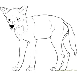 Baby Coyote Free Coloring Page for Kids
