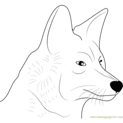Coyote Face Free Coloring Page for Kids