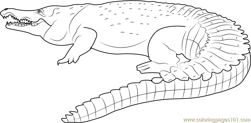 printable coloring pages crocodile - photo #11