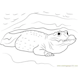 African Crocodile Free Coloring Page for Kids