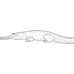 Freshwater Crocodile Free Coloring Page for Kids