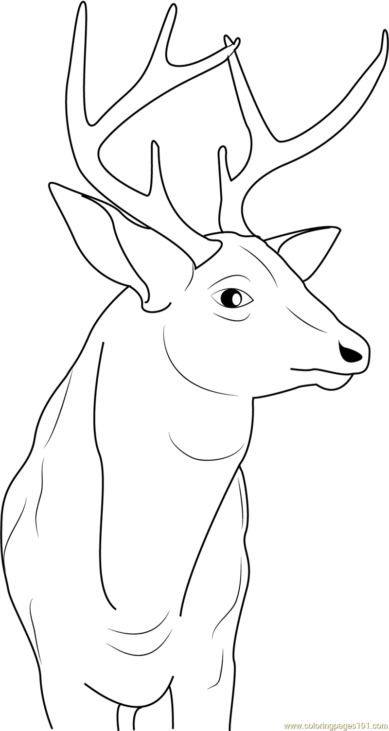Buck Deer Coloring Page - Free Deer Coloring Pages : ColoringPages101.com