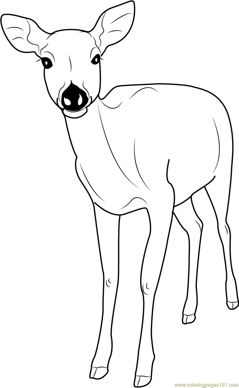Formosan Sika Deer coloring page