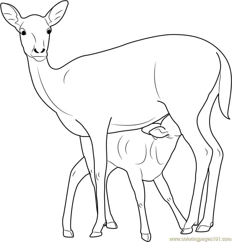 baby deer coloring pages to print - photo #17