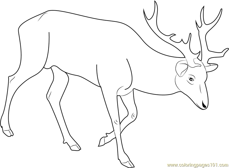 Red Deer Coloring Page - Free Deer Coloring Pages : ColoringPages101.com