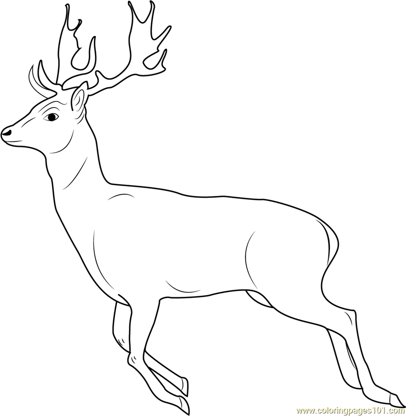 Running Deer Coloring Page - Free Deer Coloring Pages
