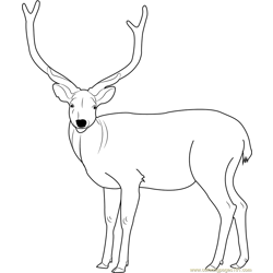 Deer Coloring Pages - Printable Coloring Pages of Deers