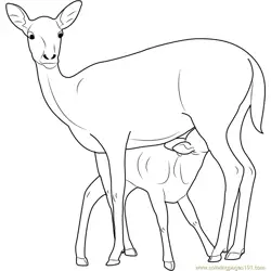 Mother and Baby Deer Free Coloring Page for Kids