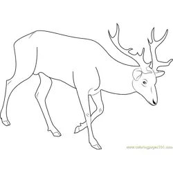 Red Deer Free Coloring Page for Kids
