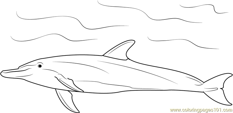 Bottlenose Dolphin Coloring Page - Free Dolphin Coloring Pages
