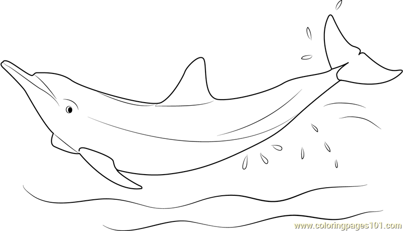 Eastern Spinner Dolphin Coloring Page - Free Dolphin Coloring Pages