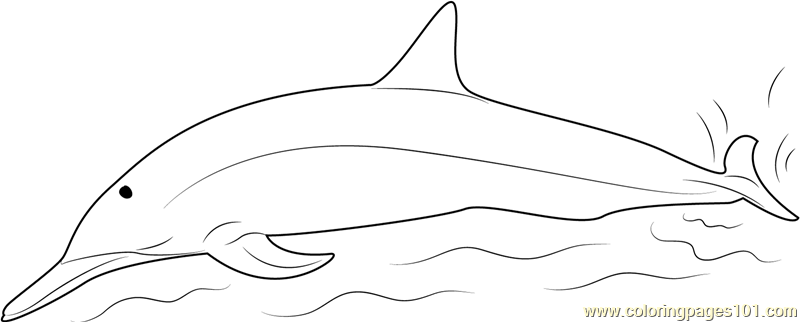 Spinner Dolphins Coloring Page - Free Dolphin Coloring Pages