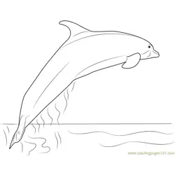 Amazon River Dolphin Free Coloring Page for Kids