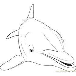 Close up of Dolphin