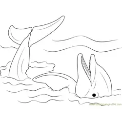 Lazy Dolphin
