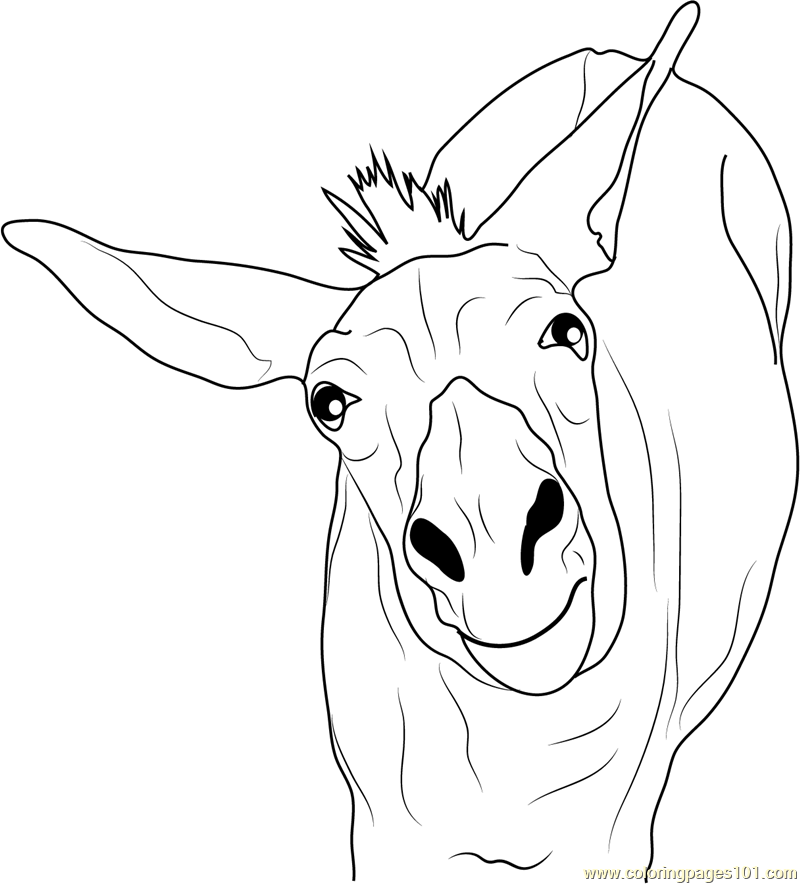 Funny Donkey Coloring Page Free Donkey Coloring Pages