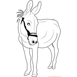 Good Looking Donkey