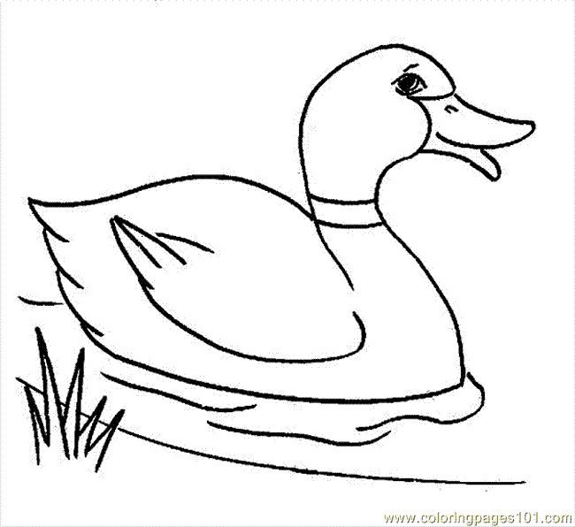Duck7 Coloring Page - Free Ducks Coloring Pages : ColoringPages101.com
