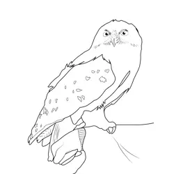 Hedwig Harry Potter Free Coloring Page for Kids