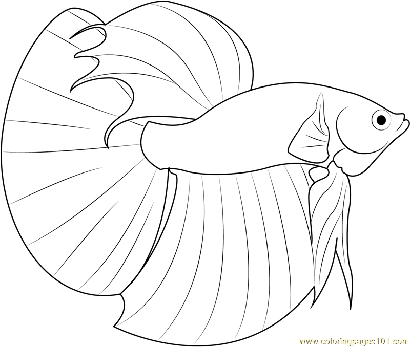 Betta Fish Coloring Page - Free Other Fish Coloring Pages
