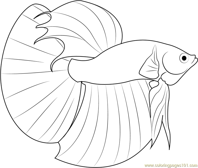 Betta Fish Coloring Page Free Other Fish Coloring Pages