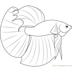Betta Fish Free Coloring Page for Kids