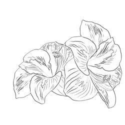 Amaryllis Flowers