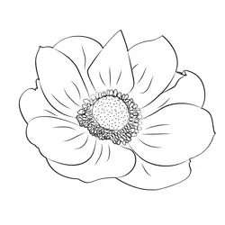 The Anemone Flower Free Coloring Page for Kids