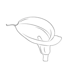 Calla Lily Flowers Free Coloring Page for Kids