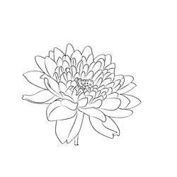 Chrysanthemum 1 Free Coloring Page for Kids