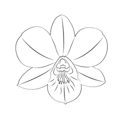 Dendrobium Orchid Free Coloring Page for Kids