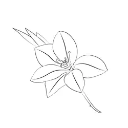 Gladiolus Free Coloring Page for Kids