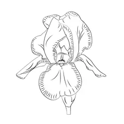 Iris Free Coloring Page for Kids