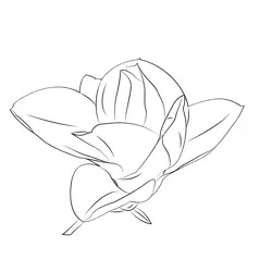 Magnolia 1 Free Coloring Page for Kids
