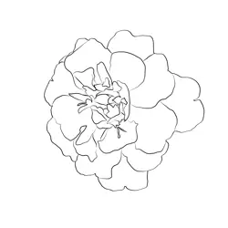 Marigold Flower Free Coloring Page for Kids