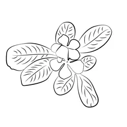 Beautiful Sadafuli Flower Free Coloring Page for Kids