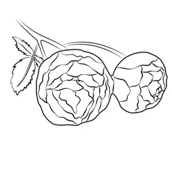 Rose Buds Free Coloring Page for Kids
