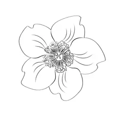 Hypericum Flower