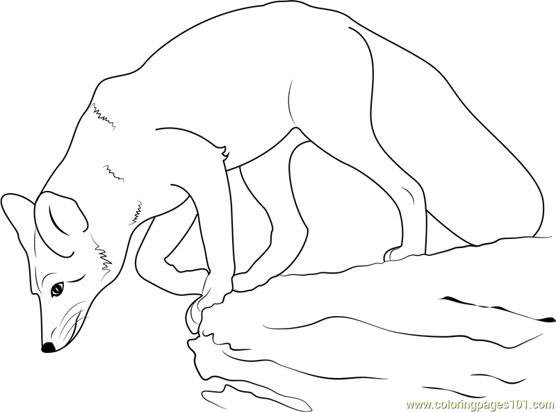 Fox Jumps on Rock Coloring Page - Free Fox Coloring Pages