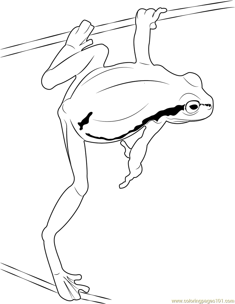 frog coloring jump coloringpages101 getdrawings
