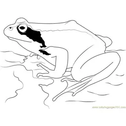 European Common Frog Free Coloring Page for Kids