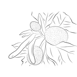 Fruits Of Artocarpus Altilis Free Coloring Page for Kids