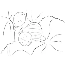 Papa John Fig Free Coloring Page for Kids