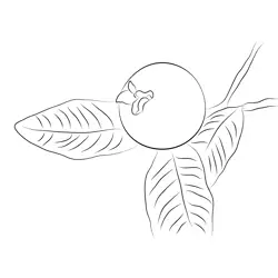 Guavas Free Coloring Page for Kids