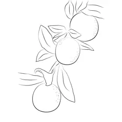 Meiwa Kumquat Fruit