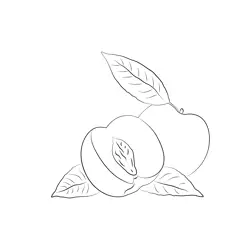 Ripe Sliced Peach Nectarine Free Coloring Page for Kids