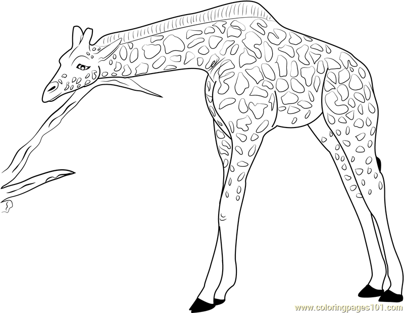 Giraffe Coloring Pages Printable Giraffes Relaxing Page Cartoon