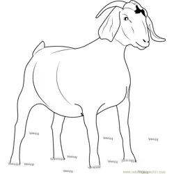 Amarugia Golddigger Goat