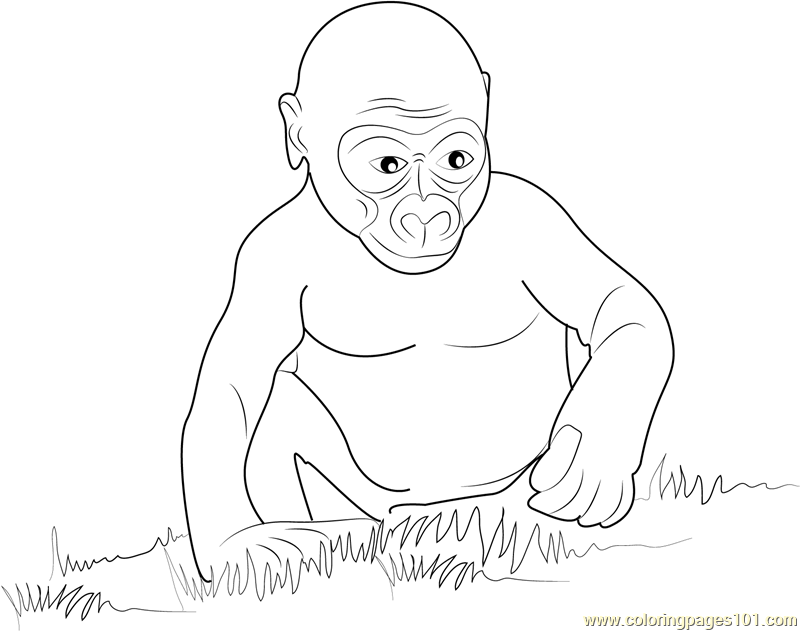 Gorilla Baby Coloring Page - Free Gorilla Coloring Pages