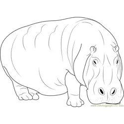 Adult Hippopotamus Free Coloring Page for Kids